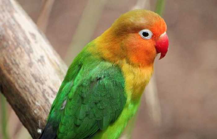 KALA SUARA BURUNG LOVEBIRD NGEKEK PANJANG INI DI PUTAR, LABET DIMANAPUN ... KALA SUARA BURUNG LOVEBIRD NGEKEK PANJANG INI DI PUTAR, LABET DIMANAPUN ...