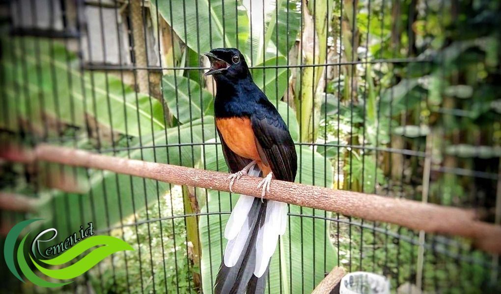 Pentingnya Penjemuran untuk Murai Batu agar Sehat dan Durasi Kicaunya ... Pentingnya Penjemuran untuk Murai Batu agar Sehat dan Durasi Kicaunya ...