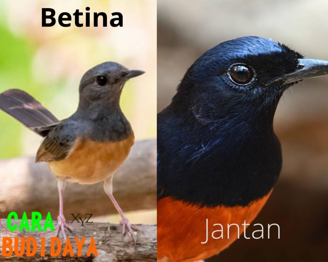 Ciri-Ciri Khusus Yang Membedakan Murai Watu (Mb) Jantan Dan Betina ...