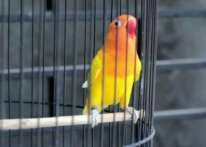 Cara Ampuh Mengatasi Lovebird Nyilet - YouTube Cara Ampuh Mengatasi Lovebird Nyilet - YouTube
