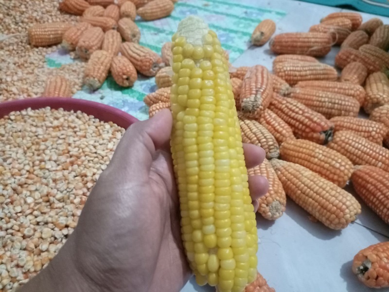 Perbedaan Jagung Manis dan Jagung Hibrida - Kisah Keluarga Nara Perbedaan Jagung Manis dan Jagung Hibrida - Kisah Keluarga Nara