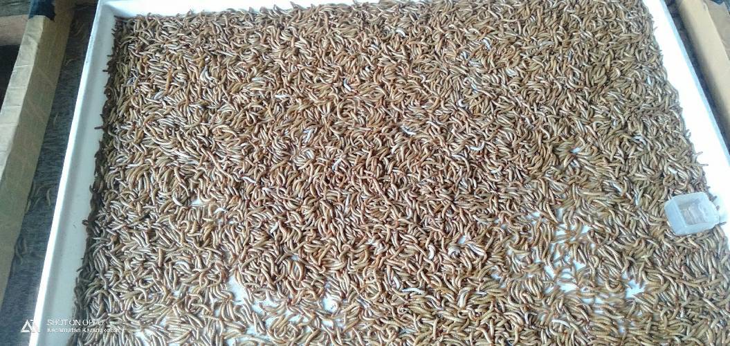 Jangkrik Dan Ulat Hongkong | Tanilink Jangkrik Dan Ulat Hongkong | Tanilink