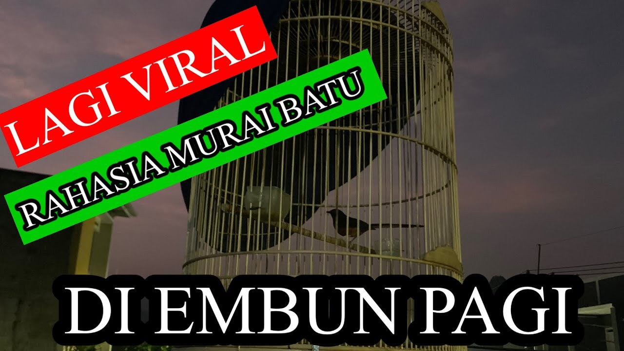 LAGI VIRAL RAHASIA MURAI BATU Di EMBUN PAGI#vikingarena# ... LAGI VIRAL RAHASIA MURAI BATU Di EMBUN PAGI#vikingarena# ...