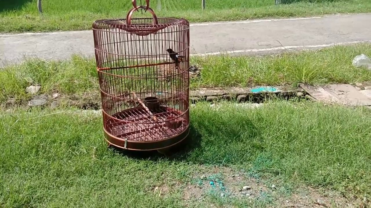 TIPS DAN CARA JITU MEMANCING MURAI BATU YANG MACET BUNYI - YouTube TIPS DAN CARA JITU MEMANCING MURAI BATU YANG MACET BUNYI - YouTube