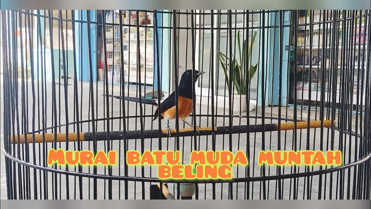 MURAI BATU PASTOL / MUDA SESUNGGUHNYA || PRIO EXCELLENT VLOG - YouTube MURAI BATU PASTOL / MUDA SESUNGGUHNYA || PRIO EXCELLENT VLOG - YouTube