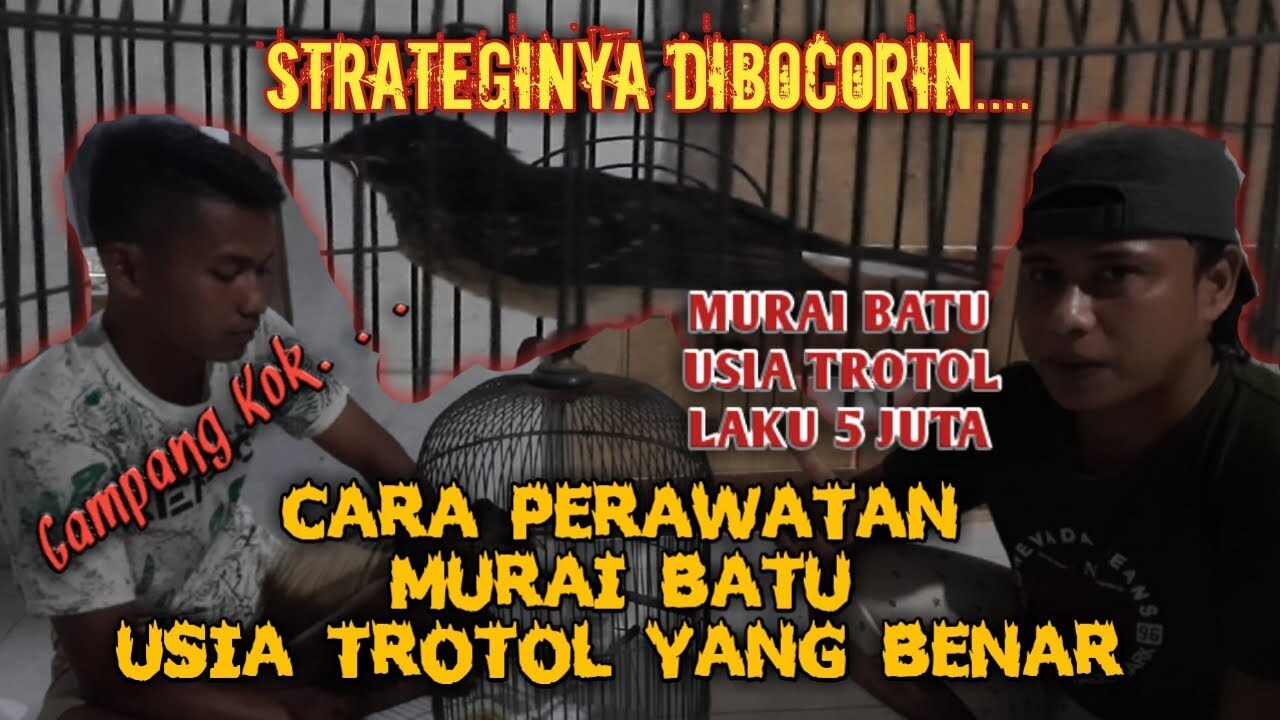 Cara Merawat Murai Batu Di Usia 7 Bulan Sebelum Dilombakan - Hobiku23 Cara Merawat Murai Batu Di Usia 7 Bulan Sebelum Dilombakan - Hobiku23