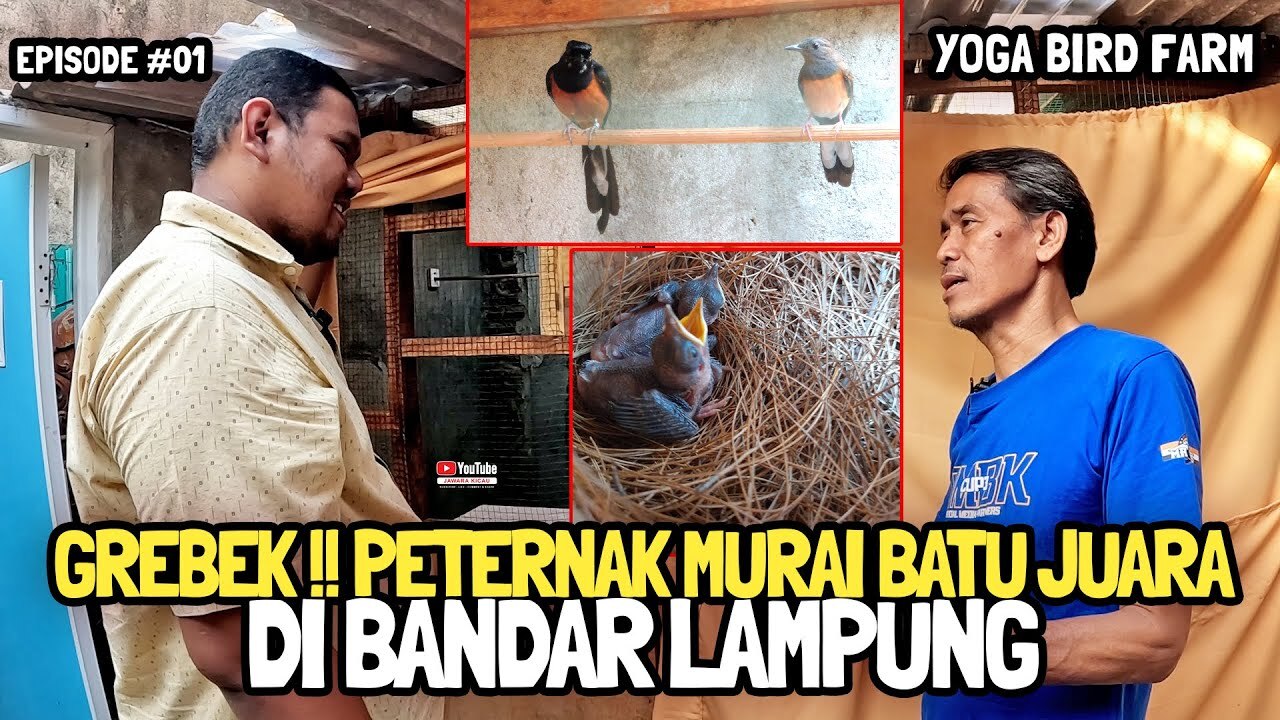 PETERNAK MURAI BATU MIE AYAM TERSELUBUNG DI BELAKANG GEROBAK MIE# ... PETERNAK MURAI BATU MIE AYAM TERSELUBUNG DI BELAKANG GEROBAK MIE# ...