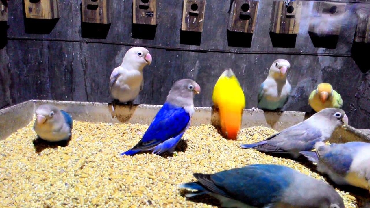LOVEBIRD AVIARY. Ternak lovebird sistem koloni. - YouTube LOVEBIRD AVIARY. Ternak lovebird sistem koloni. - YouTube