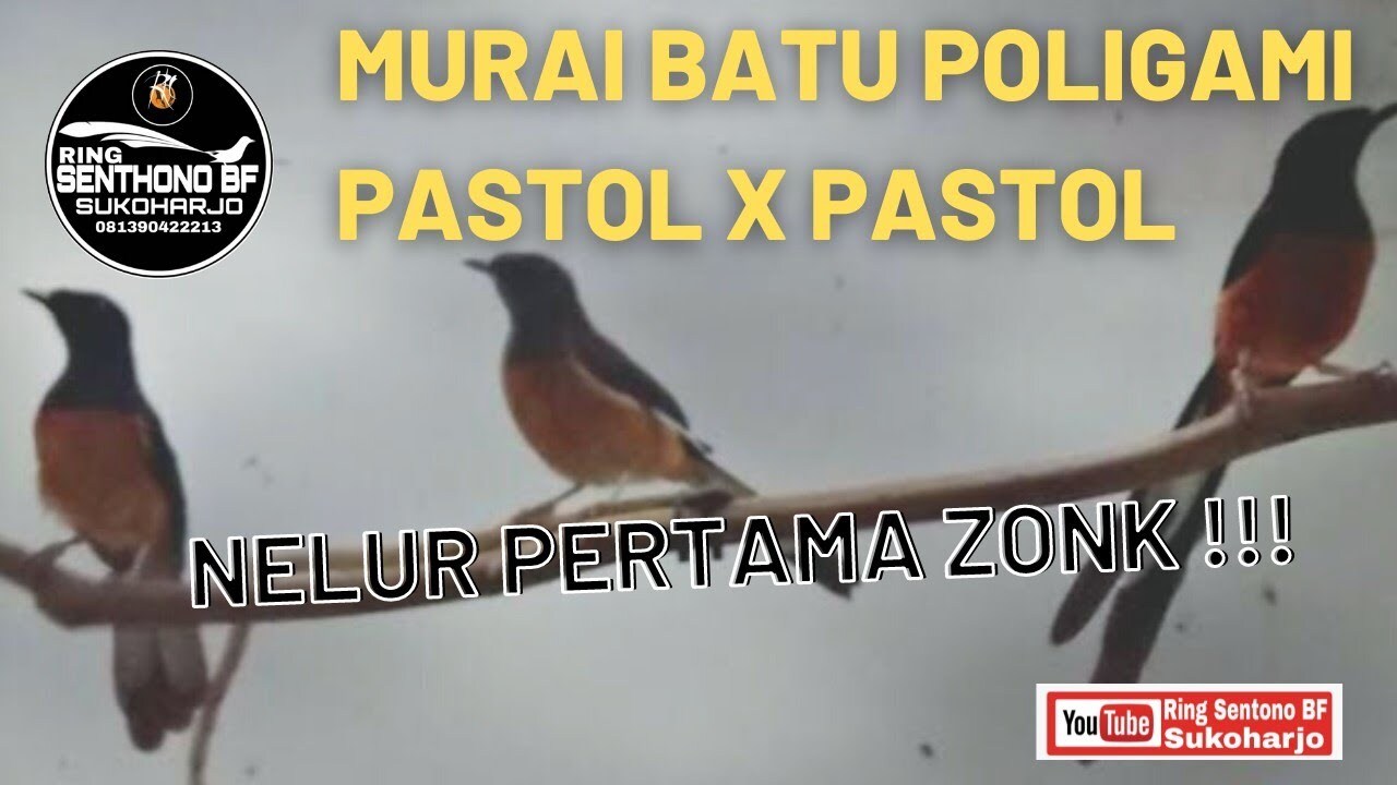 MURAI BATU POLIGAMI | PASTOL DENGAN PASTOL | NELUR PERTAMA ZONK # ... MURAI BATU POLIGAMI | PASTOL DENGAN PASTOL | NELUR PERTAMA ZONK # ...