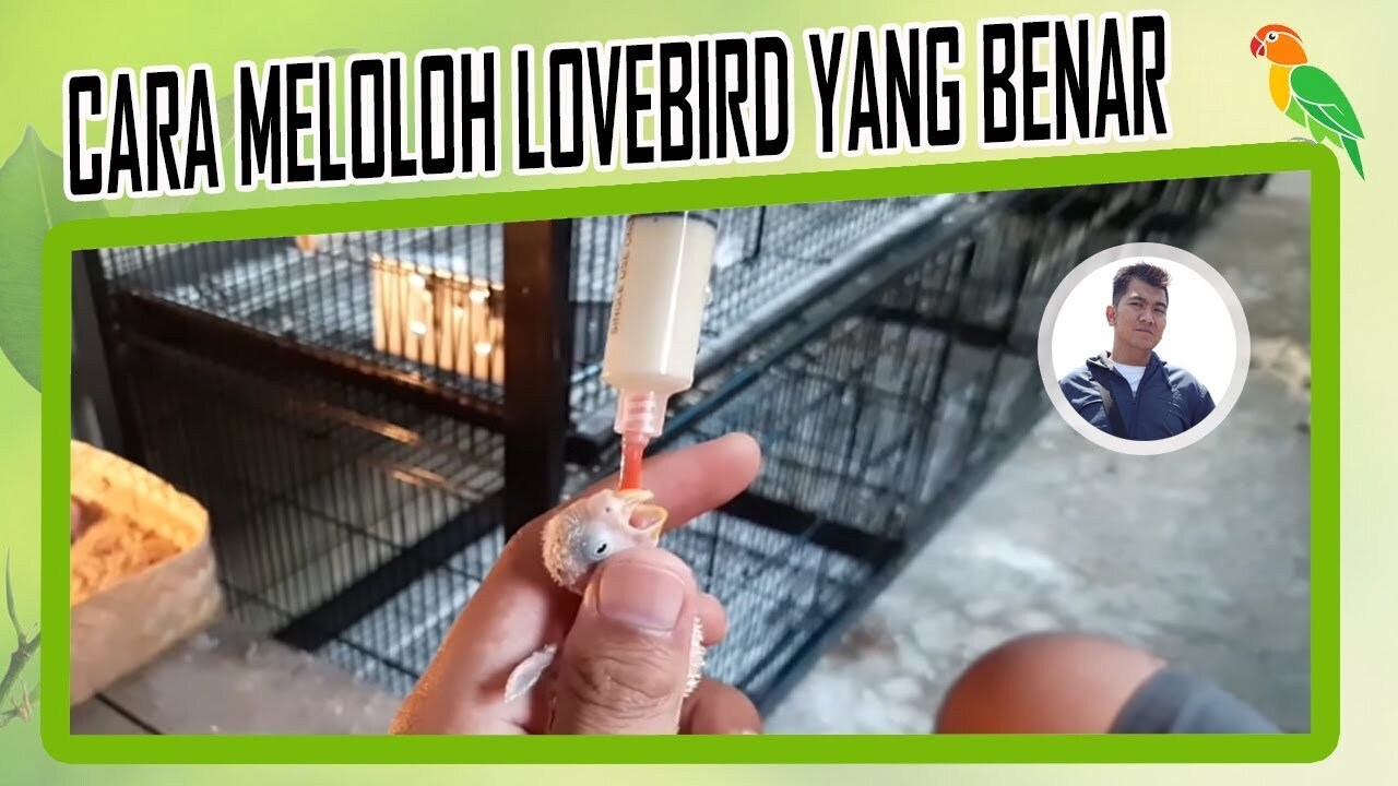Cara meloloh anakan Lovebird pakaisendok#fyp #shortvideo #lovebirds # ... Cara meloloh anakan Lovebird pakaisendok#fyp #shortvideo #lovebirds # ...