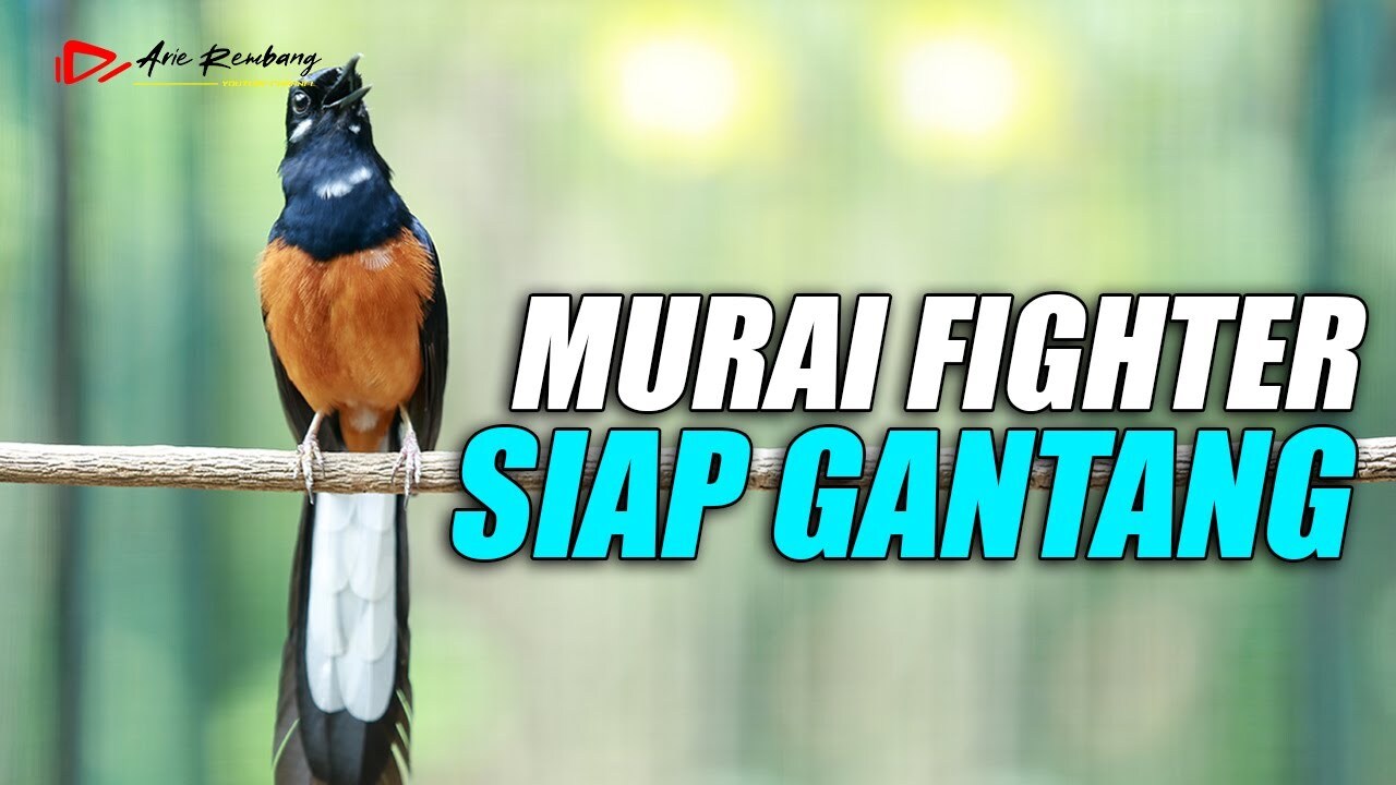 MURAI BATU FIGHTER PEMANCING EMOSI MURAI BATU YANG LOYO - YouTube MURAI BATU FIGHTER PEMANCING EMOSI MURAI BATU YANG LOYO - YouTube