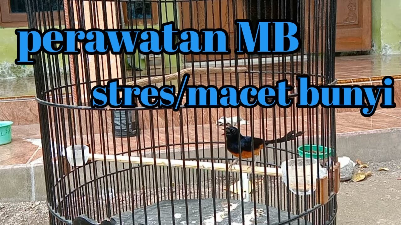 Cara mengatasi murai batu stres/macet bunyi - YouTube Cara mengatasi murai batu stres/macet bunyi - YouTube