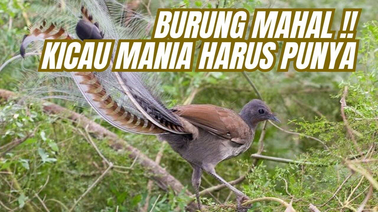 5 Burung dengan Kicau Paling Indah di Dunia, Apa Saja? 5 Burung dengan Kicau Paling Indah di Dunia, Apa Saja?