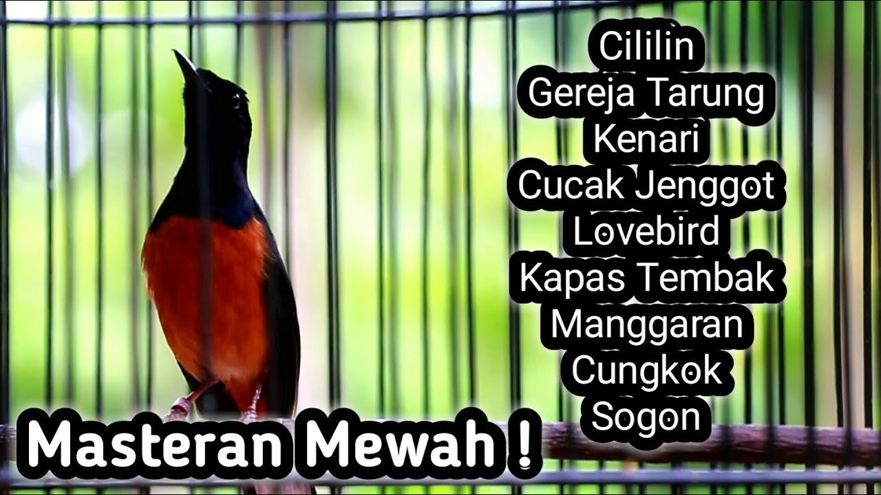 MASTERAN MURAI BATU FULL ISIAN TEMBAKAN KENARI GEREJA CILILIN KAPAS ...