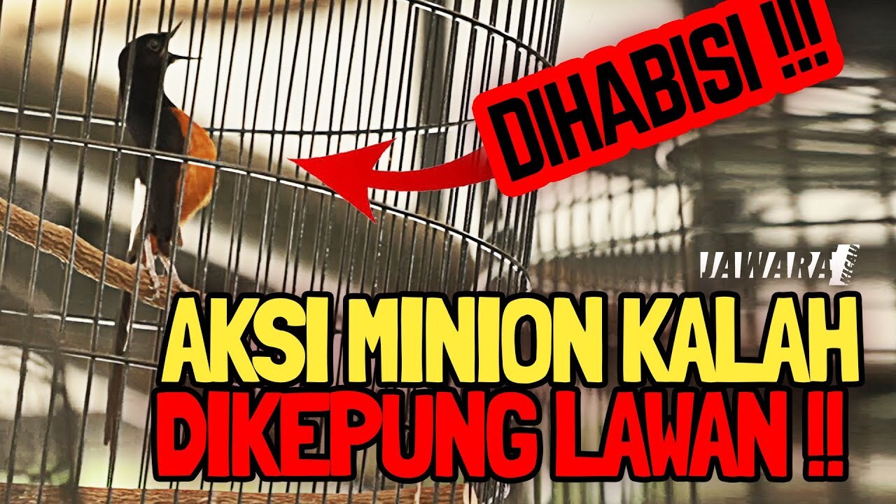 Perawatan Murai Batu Sebelum dan Sesudah Lomba - Duniakicau.net Perawatan Murai Batu Sebelum dan Sesudah Lomba - Duniakicau.net