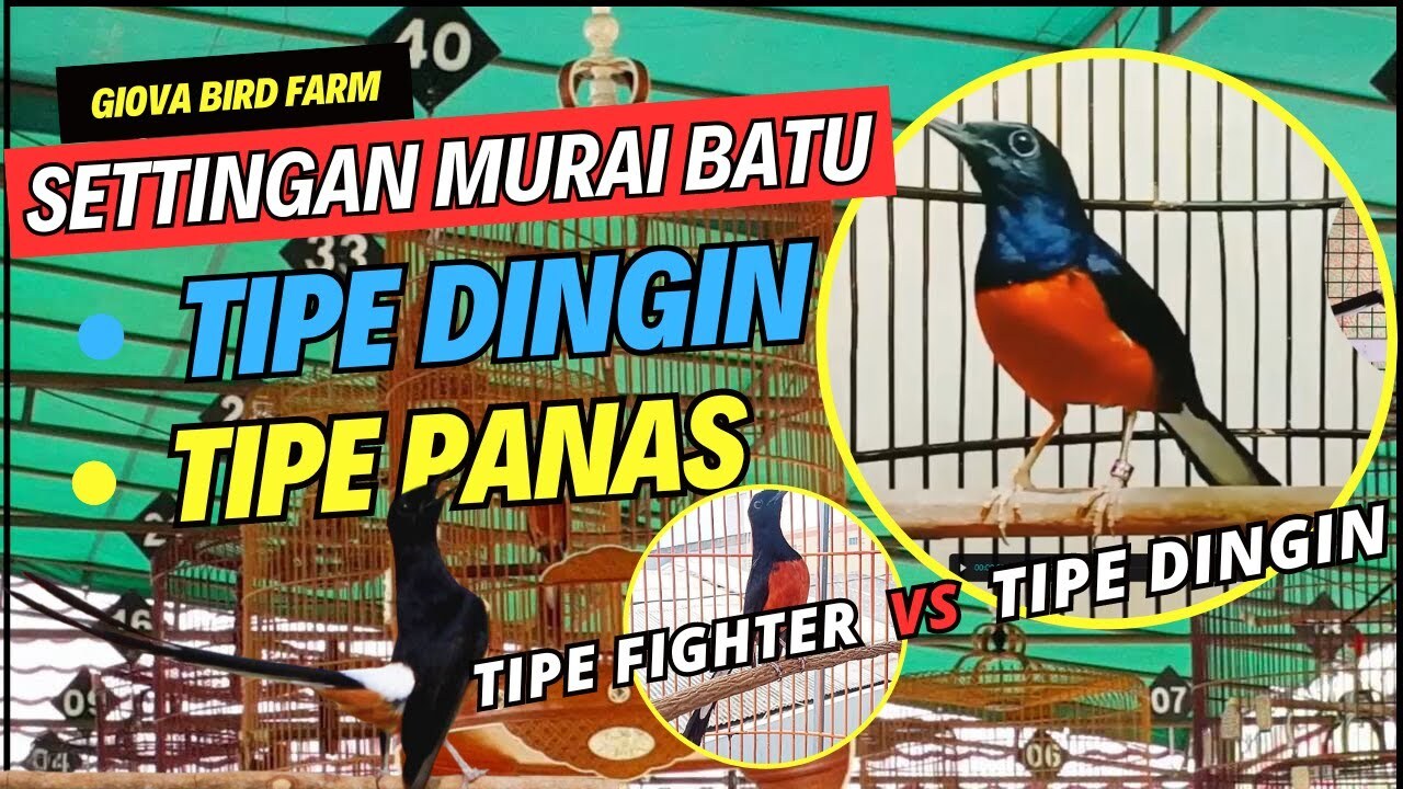 KISAH SUKSES PETERNAK BURUNG MURAI BATU FIGHTER VOCAL GAYA TARUNG ADA ... KISAH SUKSES PETERNAK BURUNG MURAI BATU FIGHTER VOCAL GAYA TARUNG ADA ...