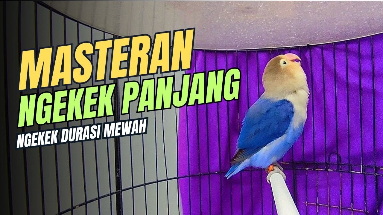 MASTERAN LOVEBIRD NGEKEK DURASI PANJANG AMPUH UNTUK PANCINGAN LABET DAN ... MASTERAN LOVEBIRD NGEKEK DURASI PANJANG AMPUH UNTUK PANCINGAN LABET DAN ...