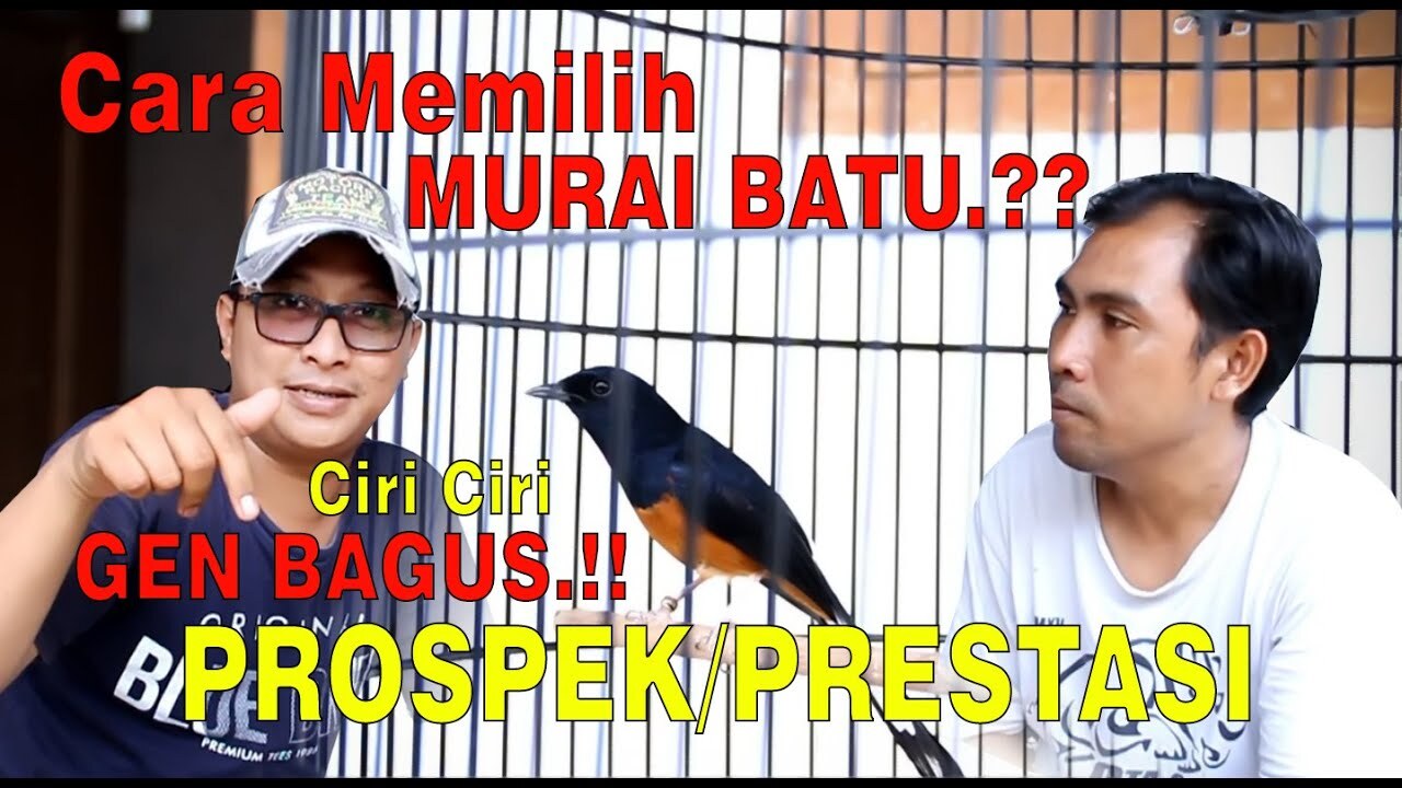 Cara Memilih Ciri Ciri Murai Batu.?? GEN BAGUS.!! Calon PROSPEK ... Cara Memilih Ciri Ciri Murai Batu.?? GEN BAGUS.!! Calon PROSPEK ...